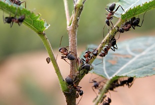 Сода поможет уничтожить муравейник на участке: что делать?