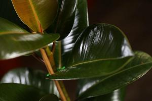 Чем протирать листья комнатных растений, чтобы они блестели?