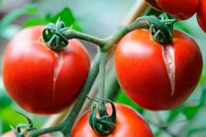 Как хранить потрескавшиеся помидоры в холодильнике: простой трюк