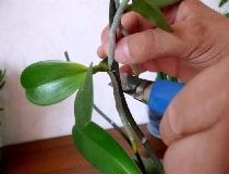 Как обрезать орхидею после цветения в домашних условиях? | Полезные советы на все случаи жизни