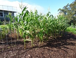 Как посадить кукурузу в огороде, на даче, из семян? Делаем это правильно | Полезные советы на все случаи жизни