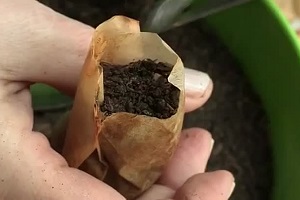 Необычный способ выращивания рассады из семян. Чайные пакетики