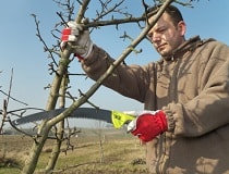 Уход за яблоней весной и борьба с вредителями чтобы сохранить и увеличить урожай яблок | Полезные советы на все случаи жизни