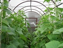 Выращивание огурцов в теплице. Особенности технологии богатого урожая | Полезные советы на все случаи жизни