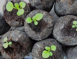 Выращивание петунии в торфяных таблетках. Как это делать?
