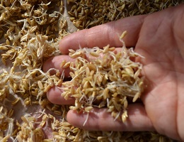 Чем полезны пророщенные зерна при атеросклерозе? Какие?
