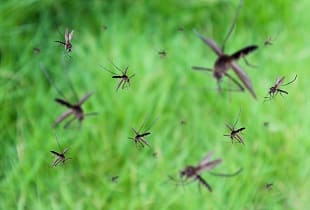 Как защититься от комаров в лесу, на даче, на природе
