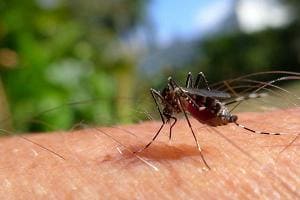 Почему комары одних людей кусают, а других нет? В чём причина?