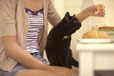 Чем кормить кошку и как правильно это делать?