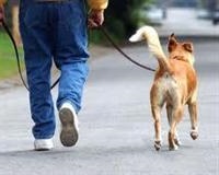 Как гулять с собакой правильно?