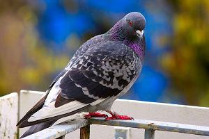Как избавиться от голубей на открытом балконе? Простой способ
