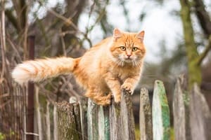 Как отпугнуть кошек с участка? 6 эффективных способов