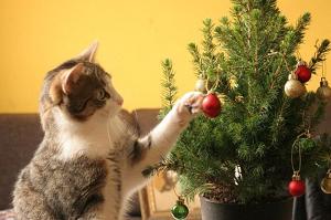 Как защитить елку от кошки в Новый Год? Новогодний лайфхак
