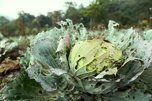 Как защитить капусту от слизней и улиток народными средствами?