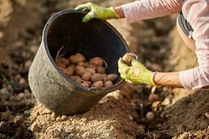 Как защитить картофель от колорадского жука при посадке