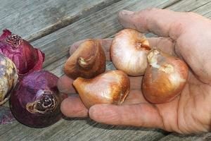 Как защитить луковицы тюльпанов, лилий от грызунов? Лайфхак