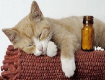 Кальцивироз у кошек симптомы и лечение в домашних условиях