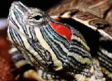 Красноухая черепаха. Содержание и уход в домашних условиях
