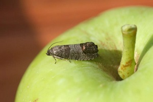 Плодожорка на яблоне. Простой метод борьбы без применения химии