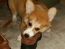 Собака грызет обувь. Как отучить?