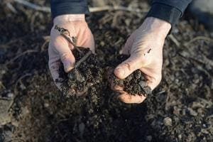3 домашних способа обеззаразить почву осенью для рассады