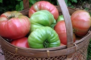 3 способа дозревания снятых помидор, которые сохранят ваш урожай