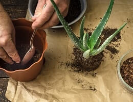 Алоэ необходимый состав почвы для посадки этого комнатного растения | Полезные советы на все случаи жизни