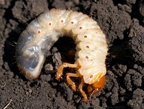Борьба с личинками майского жука на огороде. Простые средства | Полезные советы на все случаи жизни
