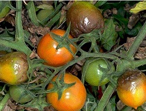Чем обработать помидоры от фитофторы народными средствами?