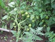 Что делать, если плохо растет рассада помидор?