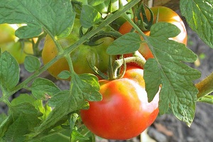 Что сделать, чтобы помидоры быстро покраснели? Простой способ