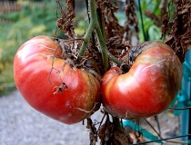 Фитофтора на помидорах. Чем обработать помидоры?