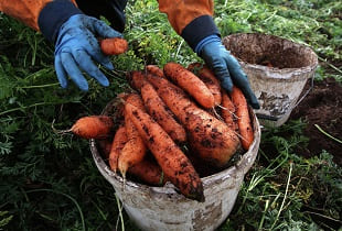 Эта подкормка моркови сделает её крупной и сладкой: рецепт