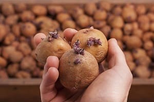 Как хранить картофель в погребе, чтобы он не прорастал весной?