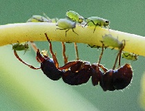 Как избавиться от муравьев в доме, на участке или в квартире народными средствами?
