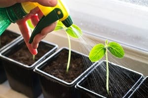 Как надо поливать рассаду, чтобы она выросла крепкой