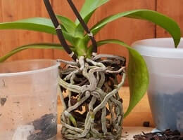 Как пересадить орхидею в домашних условиях в другой горшок после цветения? Пошаговое руководство плюс видео | Полезные советы на все случаи жизни
