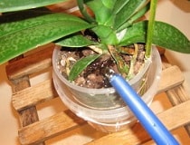 Как поливать орхидею в домашних условиях? Делаем это правильно