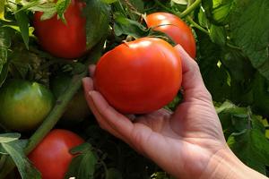 Как получить хороший урожай помидоров в теплице, открытом грунте?