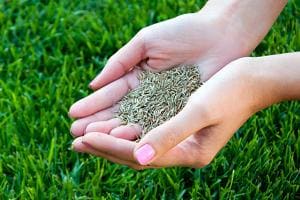 Как посеять газонную траву своими руками? Английский метод