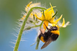Как привлечь пчел и шмелей для опыления в сад? Простой трюк