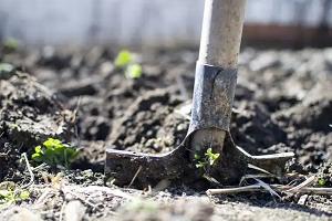 Как прогреть почву весной? 4 простых варианта