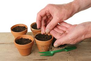 Как проверить семена на всхожесть в домашних условиях? 3 варианта