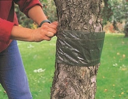 Как сделать ловчие пояса для плодовых деревьев своими руками? Простая защита деревьев от вредителей | Полезные советы на все случаи жизни