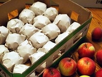 Как сохранить яблоки на зиму свежими в домашних условиях и в погребе? | Полезные советы на все случаи жизни