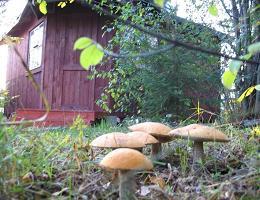 Как вырастить грибы на даче своими руками в открытом грунте? | Полезные советы на все случаи жизни