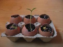 Как вырастить рассаду помидор в яичной скорлупе?
