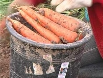 Когда убирать морковь с грядки на хранение? | Полезные советы на все случаи жизни