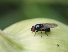 Луковая муха, как с ней бороться народными средствами? Чем можно обработать лук? | Полезные советы на все случаи жизни
