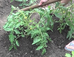 Нужно ли окучивать помидоры после высадки в грунт? Когда и как правильно это делать? | Полезные советы на все случаи жизни